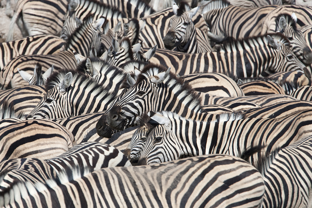 Photo Tip of the Week: Wildlife Secrets (Part One)